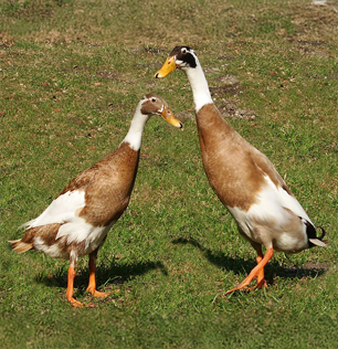 L'anatra corritrice al Natural Park Caracoli