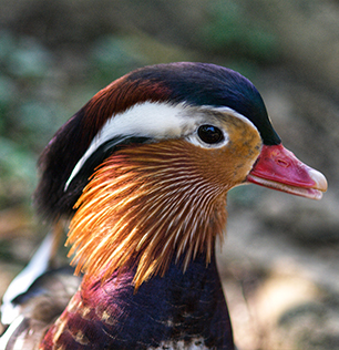 L'anatra mandarina al Natural Park Caracoli