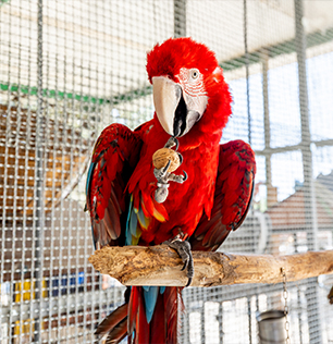 Natural Park Caracoli animali: il pappagallo ara scarlatta