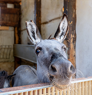 Natural Park Caracoli animali: asino