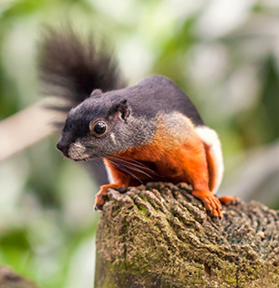 Lo scoiattolo tricolore o Callosciurus al Natural Park Caracoli