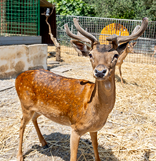 Il daino al Natural Park Caracoli