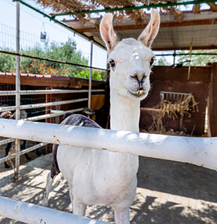 Il lama al Natural Park Caracoli