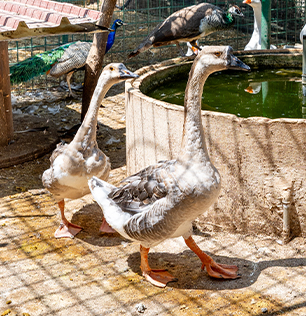 Le oche al Natural Park Caracoli