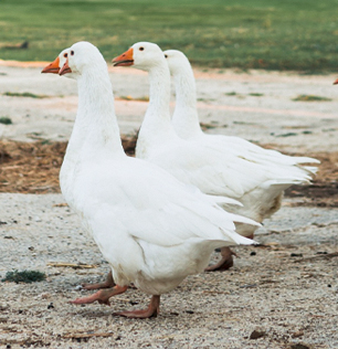 Le oche al Natural Park Caracoli