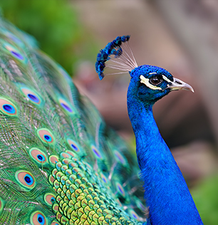Il pavone reale al Natural Park Caracoli