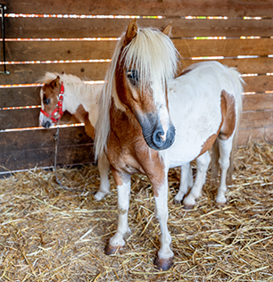 Natural Park Caracoli animali