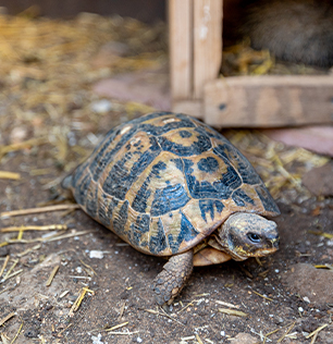 La tartaruga di terra al Natural Park Caracoli