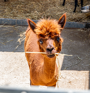 Natural Park Caracoli Animali: l'alpaca o Vicugna pacos