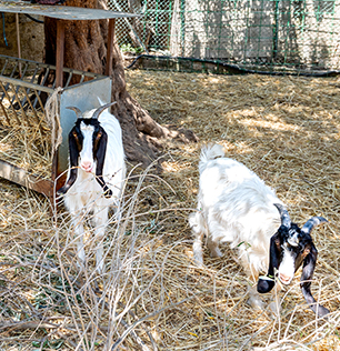 La capra maltese al Natural Park Caracoli