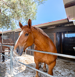 Natural Park Caracoli animali