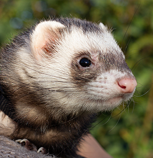 Il furetto al Natural Park Caracoli