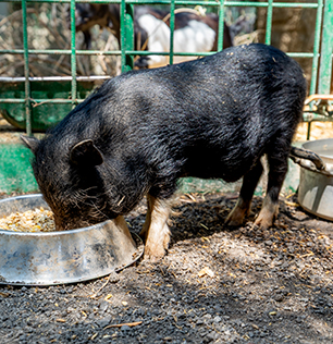 Il Maialino Nero dei Nebrodi al Natural Park Caracoli