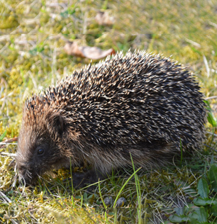 Il riccio comune al Natural Park Caracoli