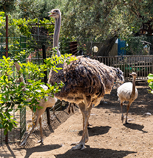 Lo struzzo comune al Natural Park Caracoli