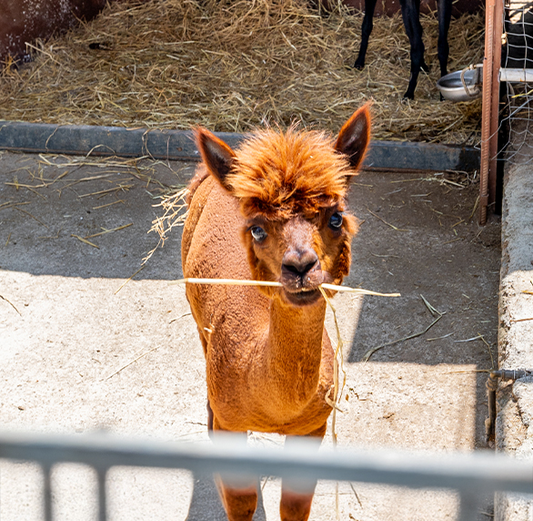 bg-chi-siamo-punti-di-forza-1