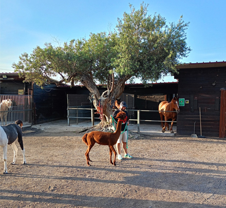Parco con animali a Caracoli, Termini Imerese