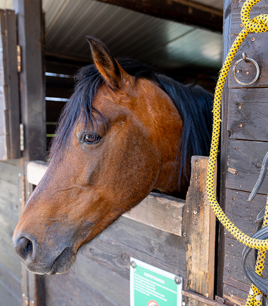 Cavallo al Natural Park Caracoli, area naturale che comprende un maneggio a Termini Imerese
